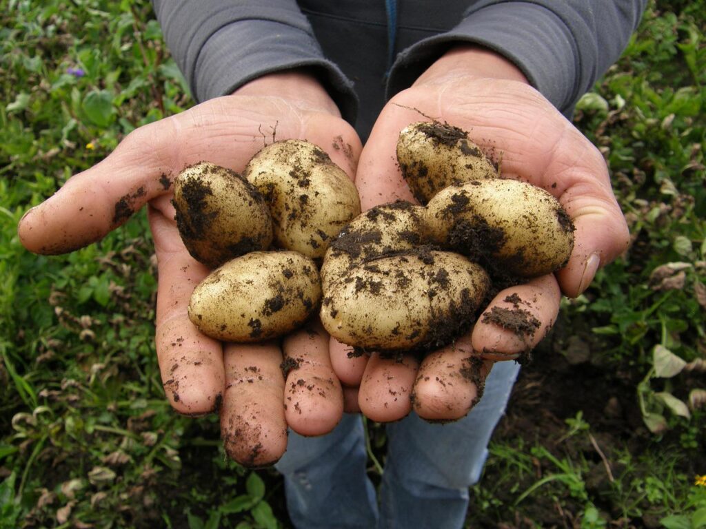 potatoes, harvest, food-2543686.jpg